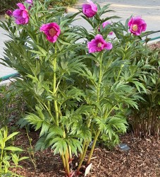 anomala maja ees IMG-6452